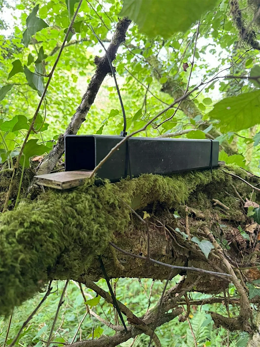 Hazel Dormouse Awareness & Footprint survey with WTSWW