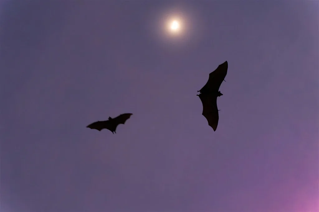 Guided Bat Walk in Kingston