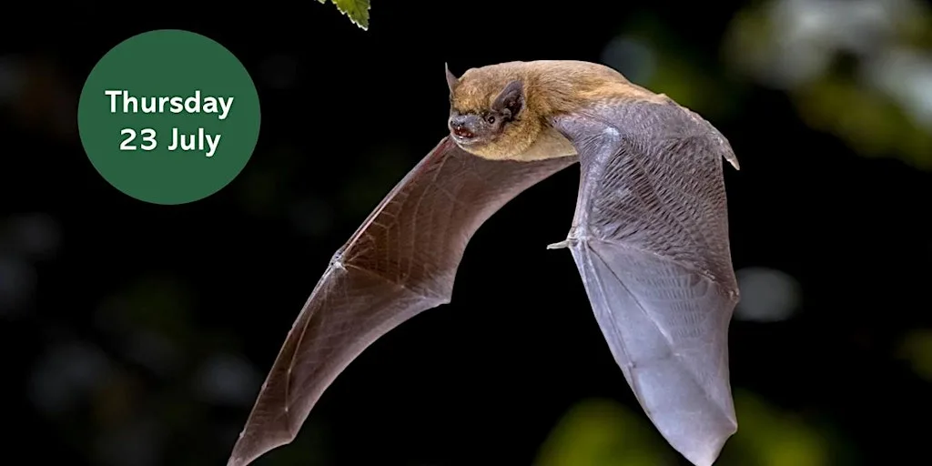 Ouse Burn Way: Bat Walk at Star And Shadow Cinema (Outside)