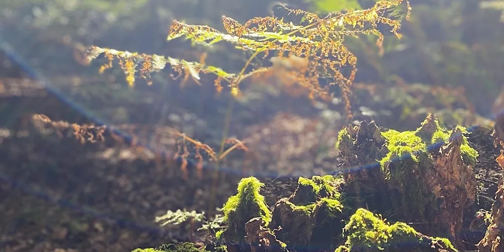 Forest Bathing+ @ Alton Water, Suffolk SUMMER SESSION at Alton Water Visitor Centre