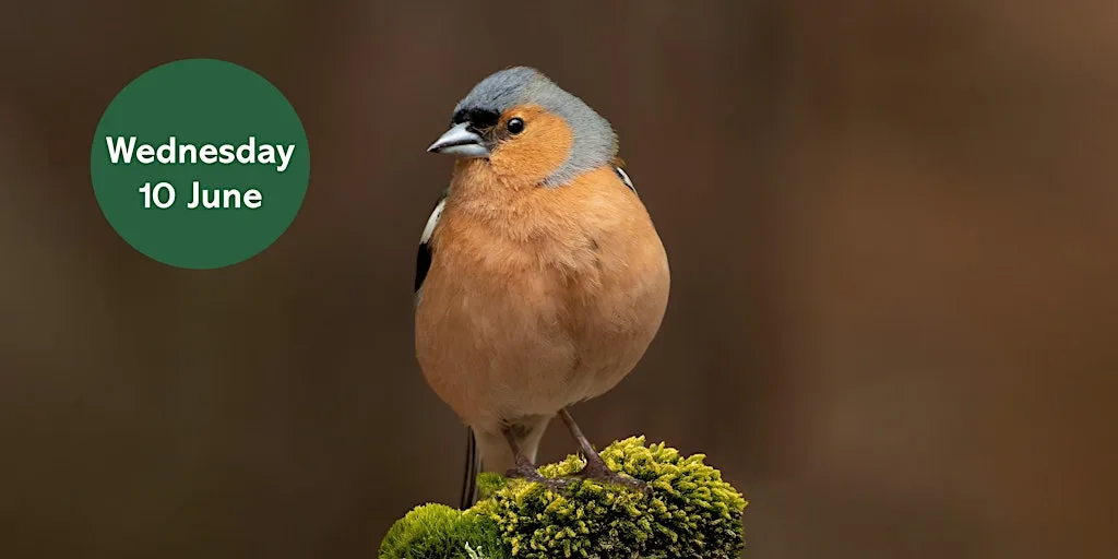 Ouse Burn Way: Urban Birding at Havannah and Three Hills Nature Reserve