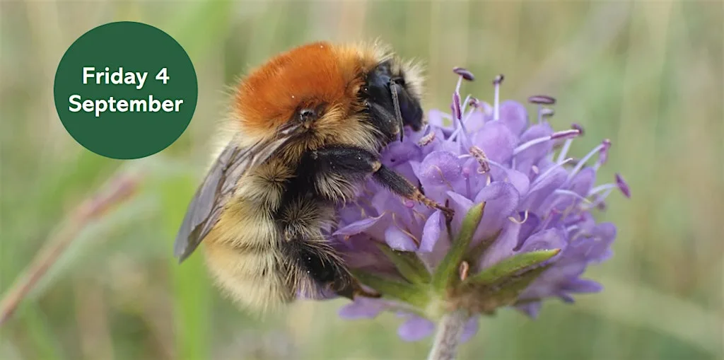 Upland Bee Walk