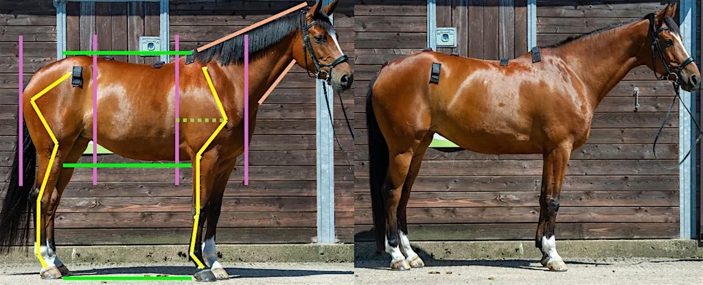 Equine Conformation and Movement Practical Day