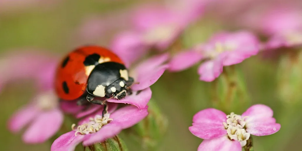 Children's Needle felted Ladybird workshop (ECC2511) at Carlton Marshes Nature Reserve & Visitor Centre