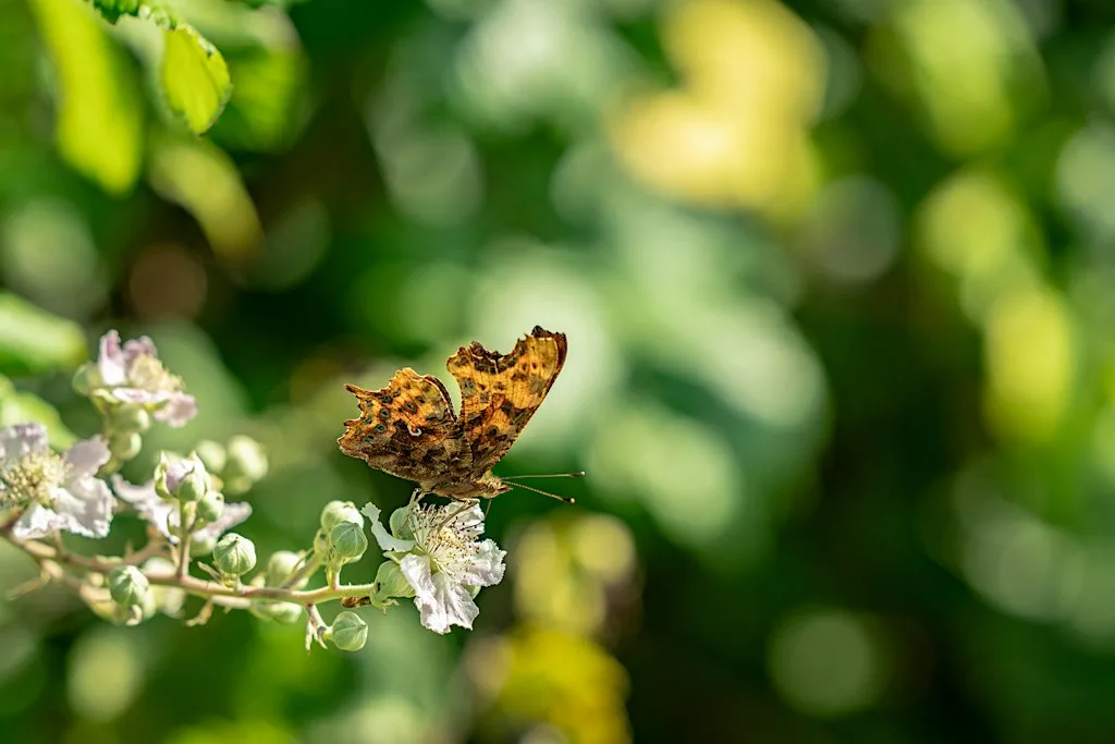 Wildlife & Wellbeing Walks at Shillingford Organics at Shillingford Organics