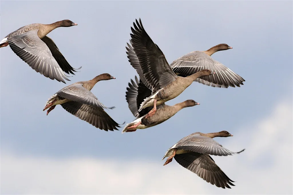 Autumn migration at Cley Marshes Visitor Centre
