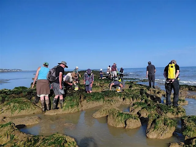 Corporate Wild Work Day: Roots & Ripples: Woodland & Beach Digital Detox at Gillham Wood Nature Reserve