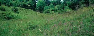 Autumn Guided Walk: fungi and late Summer flowers - Aston Clinton Ragpits, Sunday 27 September at Aston Clinton Ragpits