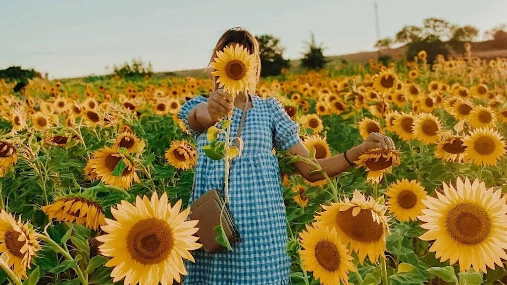 Sunflower Field Brand Bloom Photoshoot