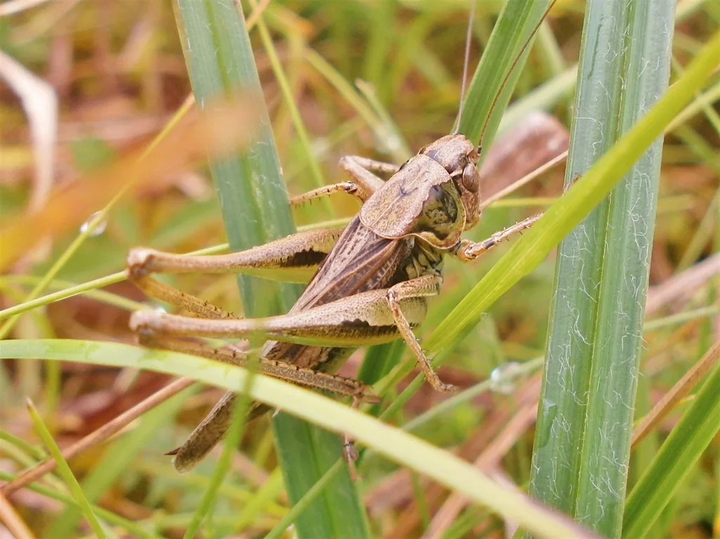 Grasshoppers and Crickets (ERCCIS Workshop)