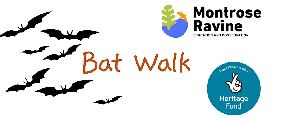 Montrose Ravine - Bat Walk at Montrose School