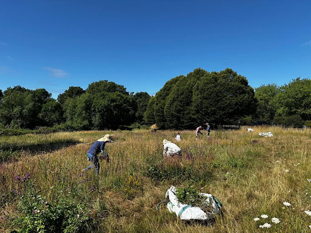 The Conservation Volunteers - Crane Park Meadow Management at 120 Hospital Bridge Rd