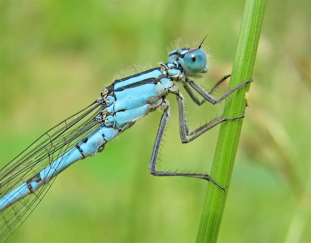 Dragons and damsels (Family event) NWT Hickling Broad at Norfolk Wildlife Trust Hickling Visitor Centre