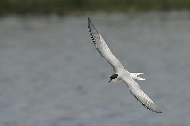 Brilliant birds (Family event) NWT Ranworth Broad at Norfolk Wildlife Trust Ranworth Broad and Marshes