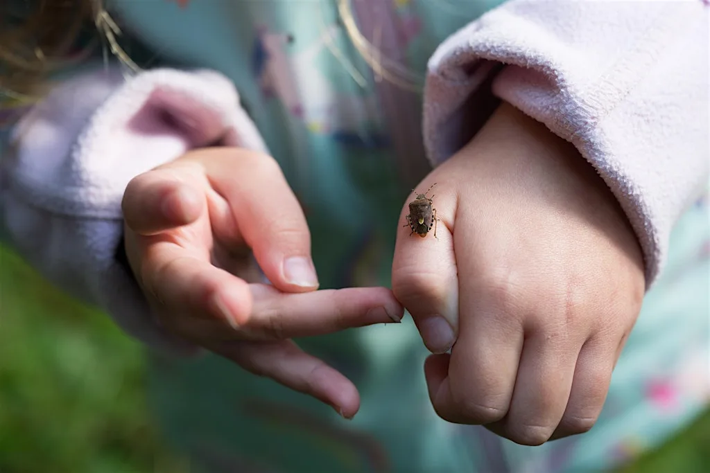 Miraculous minibeasts (Family event ) NWT Pigneys Wood at Norfolk Wildlife Trust Pigneys Wood