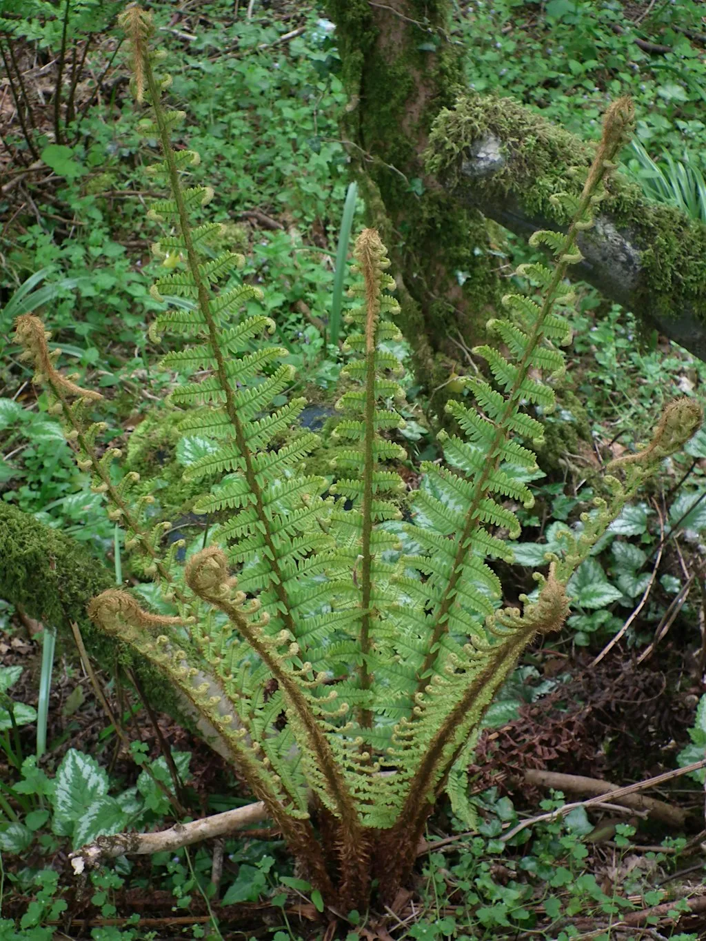 Ferns (ERCCIS Workshop) at Ponsanooth Hall