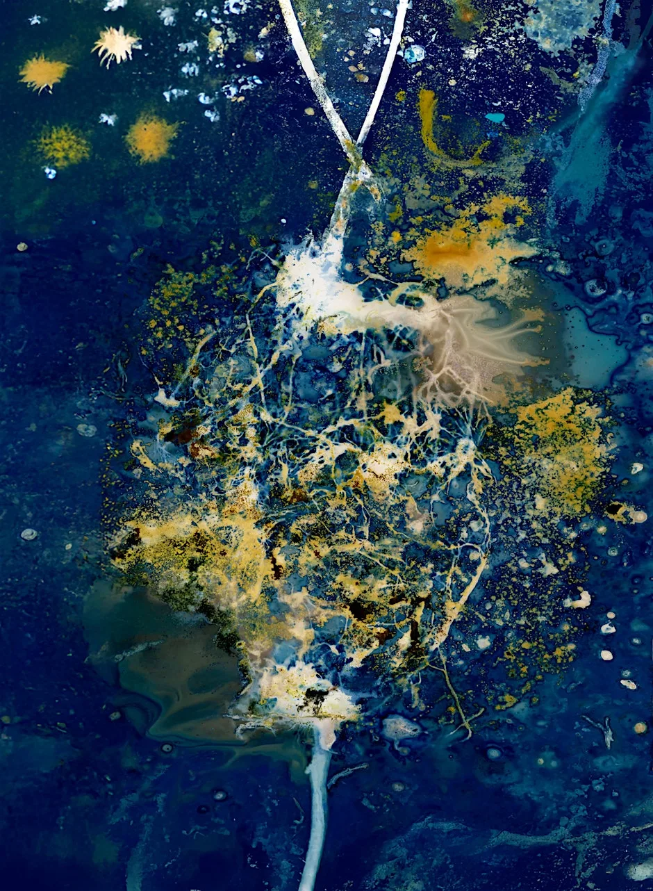 Creating cyanotypes - sun prints at Arnold Library