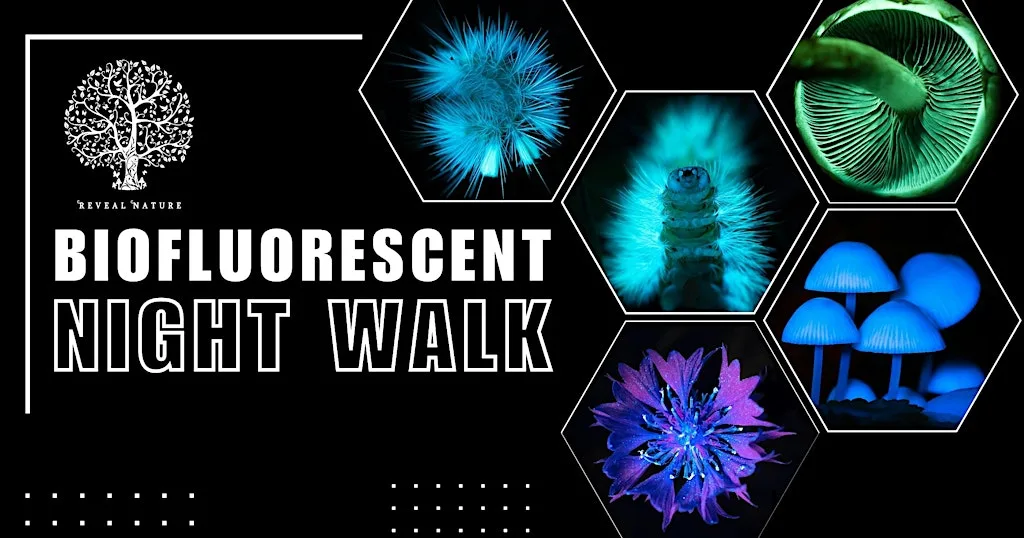 Biofluorescent Night Walk Mousehold Heath