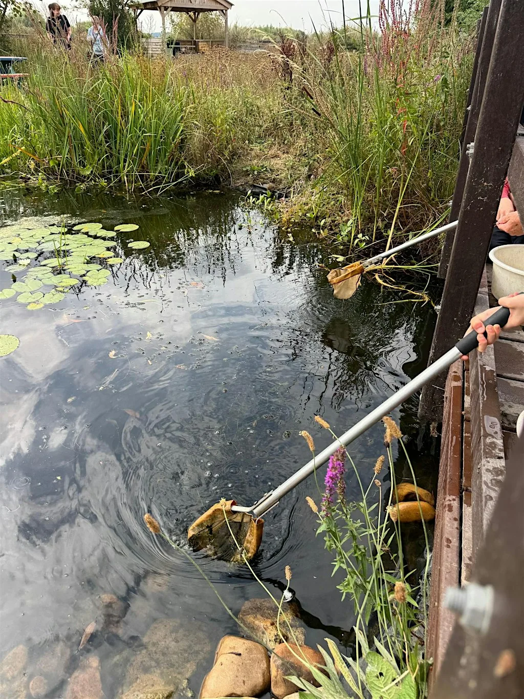 Pond Dipping at Attenborough Nature Reserve at Attenborough Nature Reserve - Parking at ANC