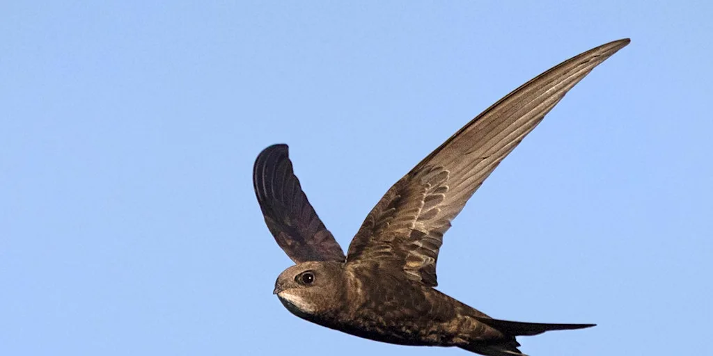 Willow Swift Weaving Workshop - Sutton Courtenay, Thursday 13 August at Sutton Courtenay Environmental Education Centre