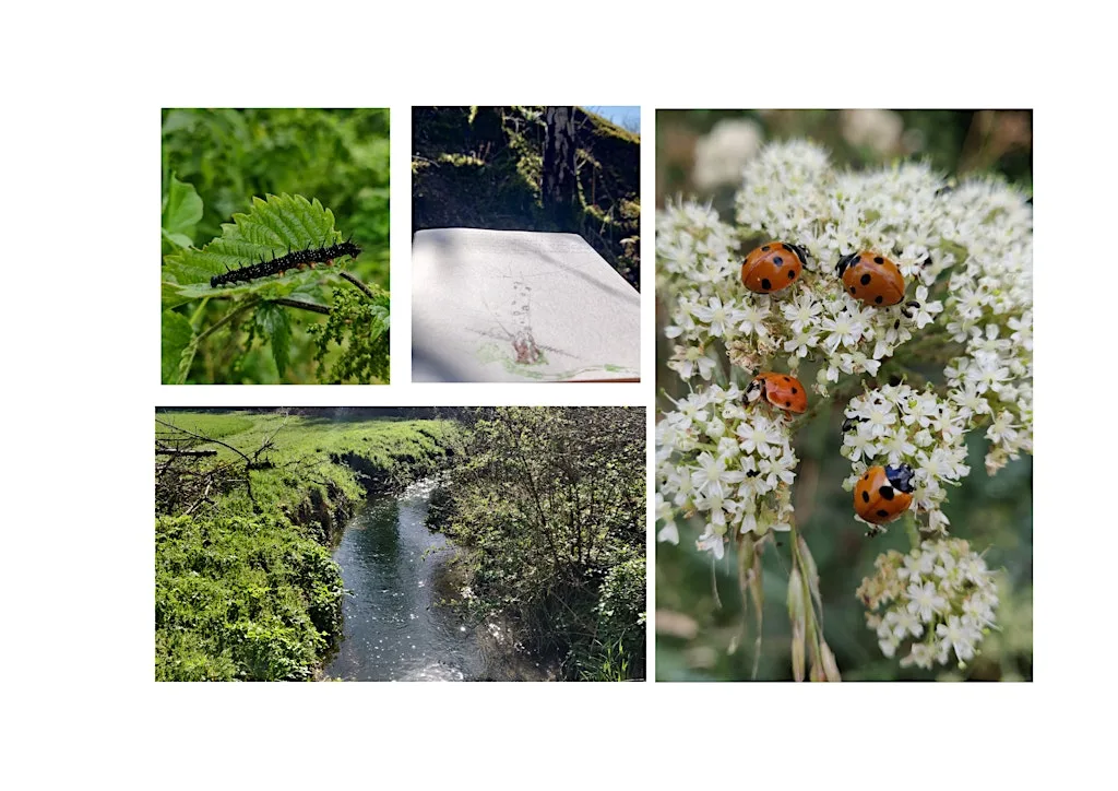 Wild Pages - Nature Journaling & Photography (Luton) at SIG Penrose Roots to Recovery