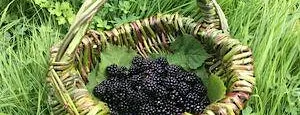 Forage and Weave a Bramble Basket - Sutton Courtenay, Thursday 1 October at Sutton Courtenay Environmental Education Centre