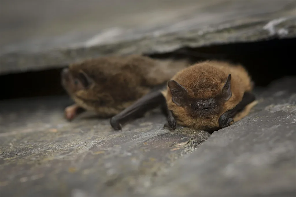 Nocturnal wildlife walk - Bats at Cley Marshes Visitor Centre