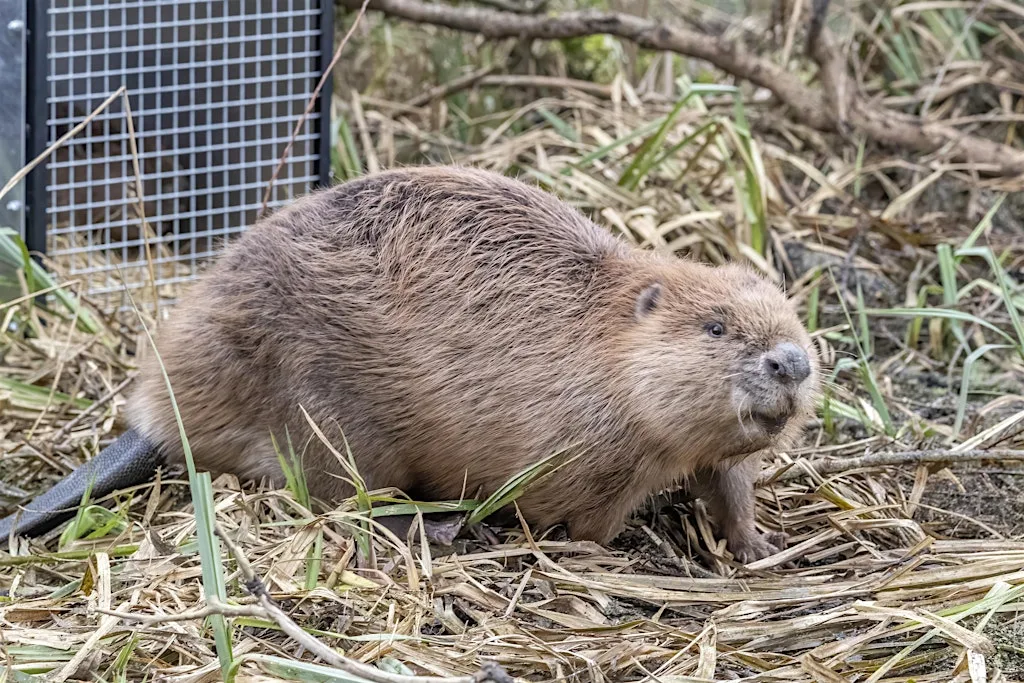 Nene Wetlands Family Beaver Activity w/The Nene Valley Mammal Youth Group at Nene Wetlands Visitor Centre