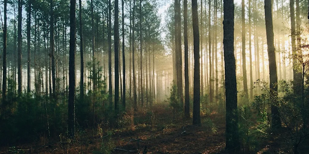 Forest Bathing Stirling - August at Golf/ Sports Pavilion carpark