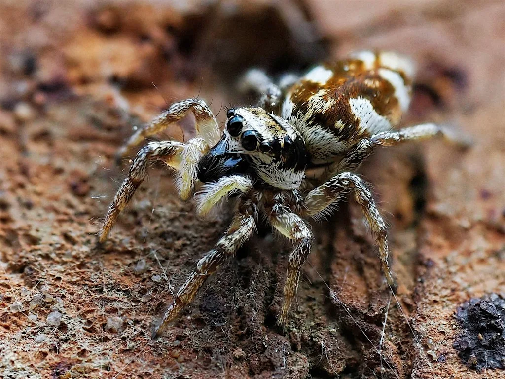 Wild Workshop: Spider Session at University of York