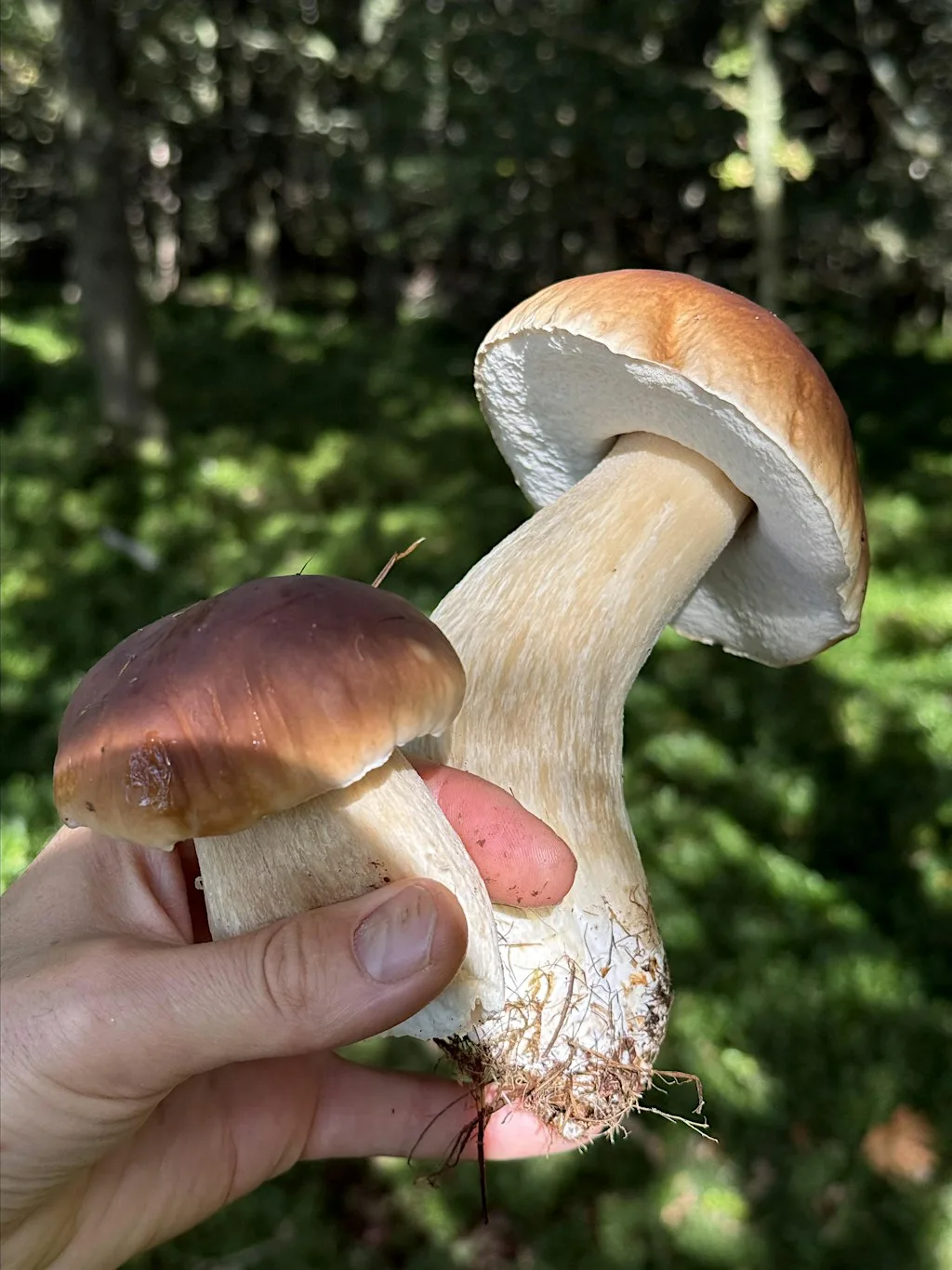 Foraging Course, Manchester at Parsonage Gardens