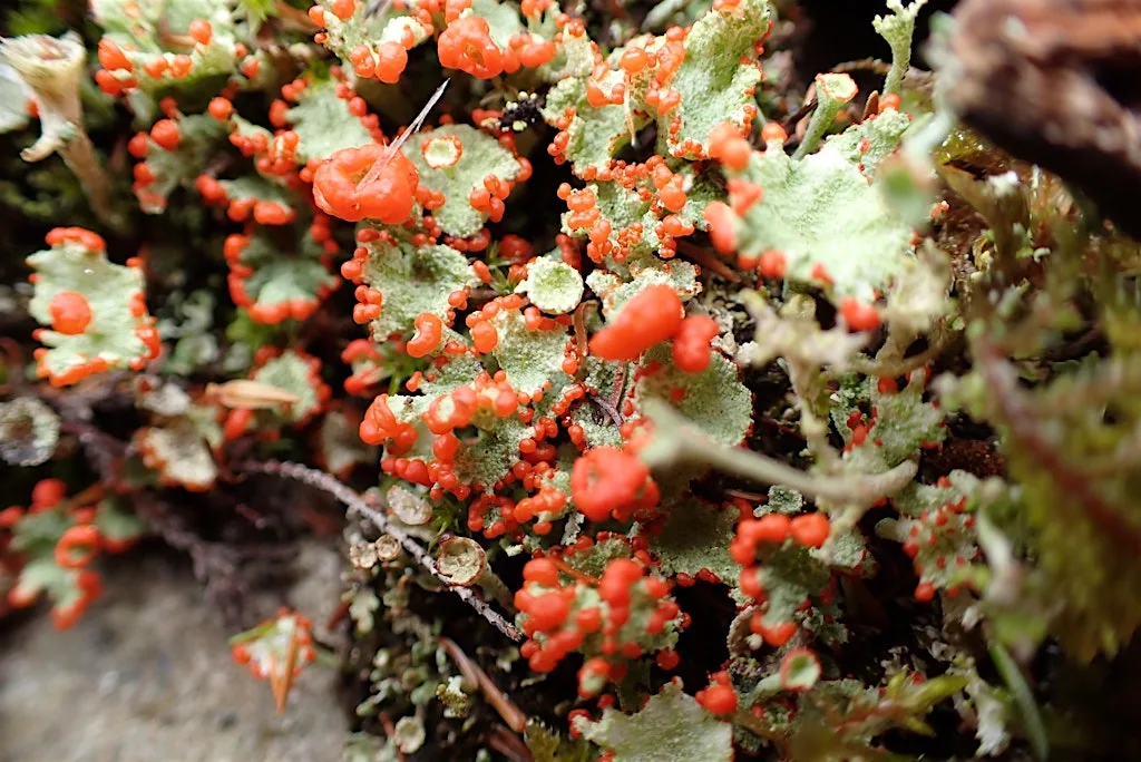 An introduction to Lichens at Dun Coillich