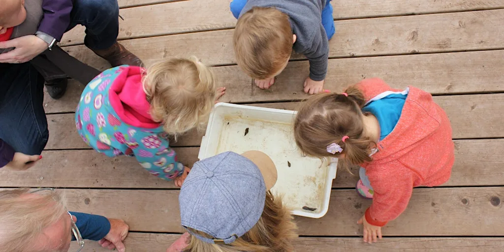 Pond dipping at NWT Cley Marshes (26 August) at Cley Marshes Visitor Centre