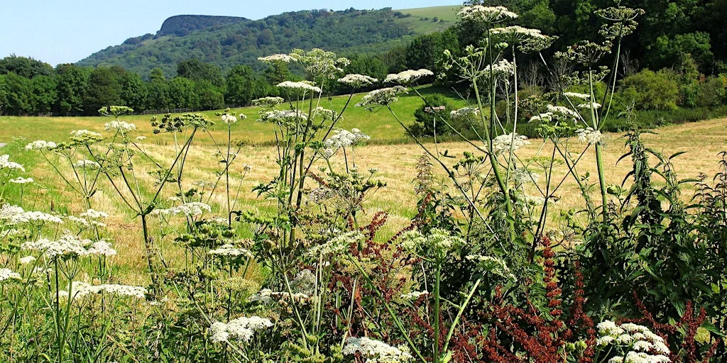 Depicting Landscape in Art – Grasses and Wild Growth, Henfield (100337035) at Woods Mill