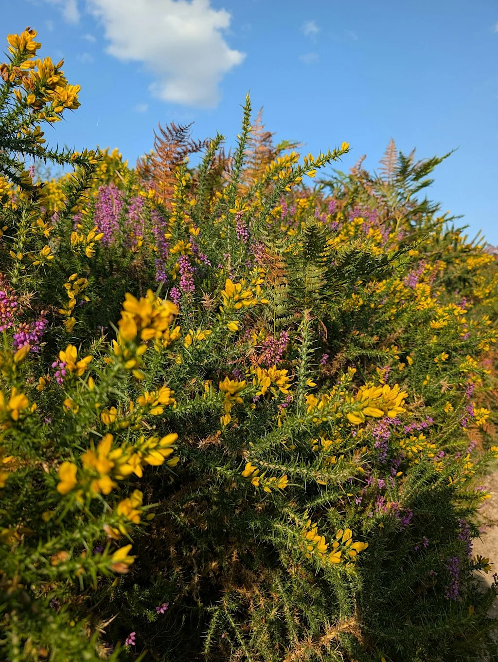 Wildlife Walk - Ham Common at Ham Common Viewpoint