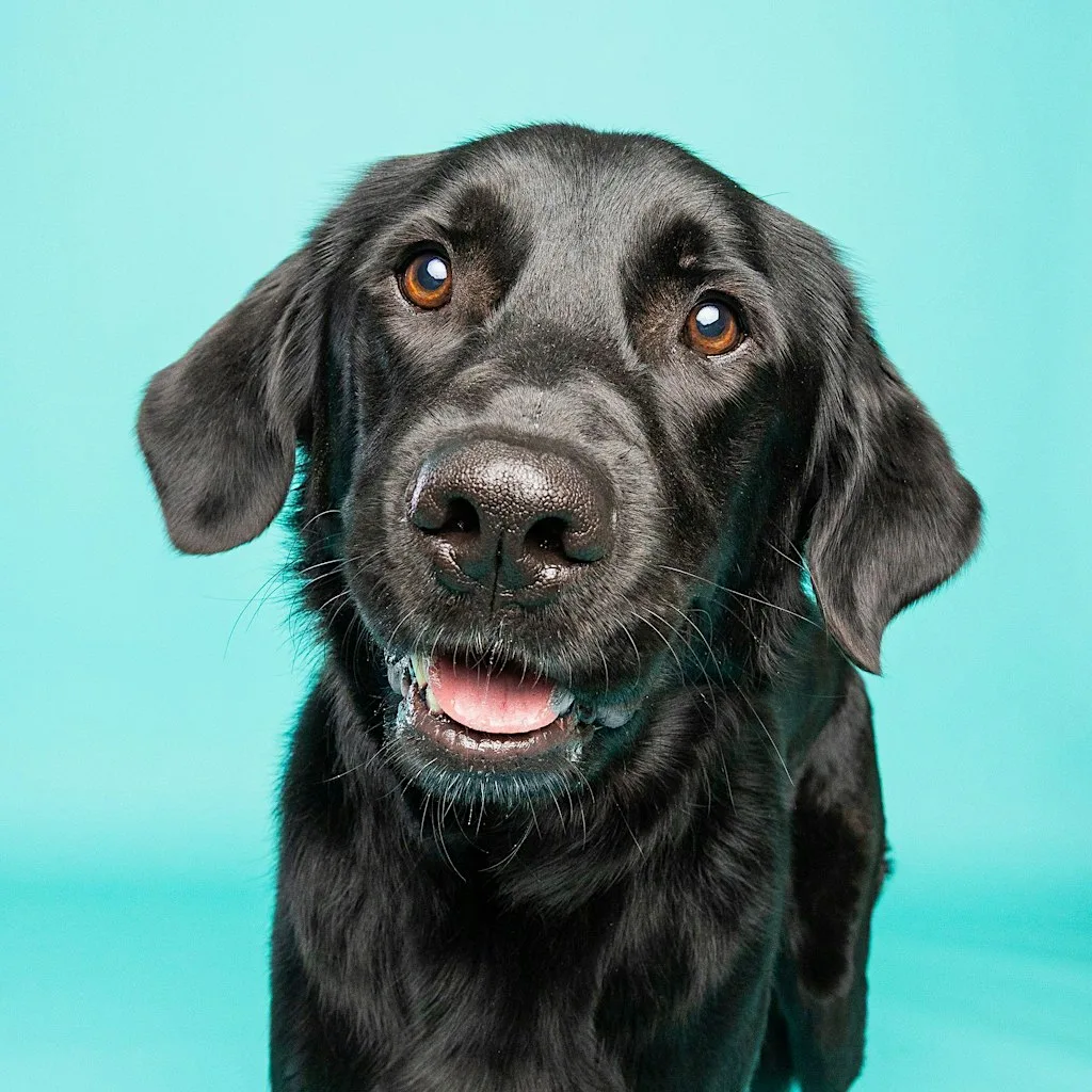Mixed Dog Training Class at Luton Lane