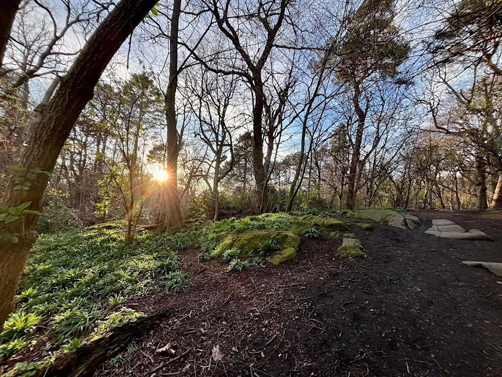 Forest Bathing 'Release and Relax' at Corstorphine Hill, meet at parking area where Kaimes Road meets and Cairnmuir Road
