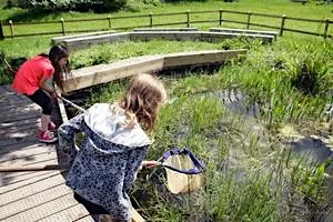 Family Pond Dipping Summer Holiday (afternoon) - Woolley Firs, Maidenhead, Monday 3 August at Woolley Firs Environmental Education Centre