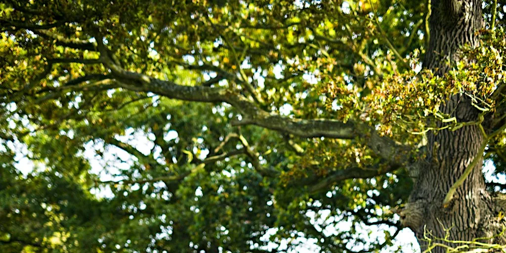 Discover the Magic of Autumn at Martlesham Wilds (E2P2816) at Martlesham Wilds