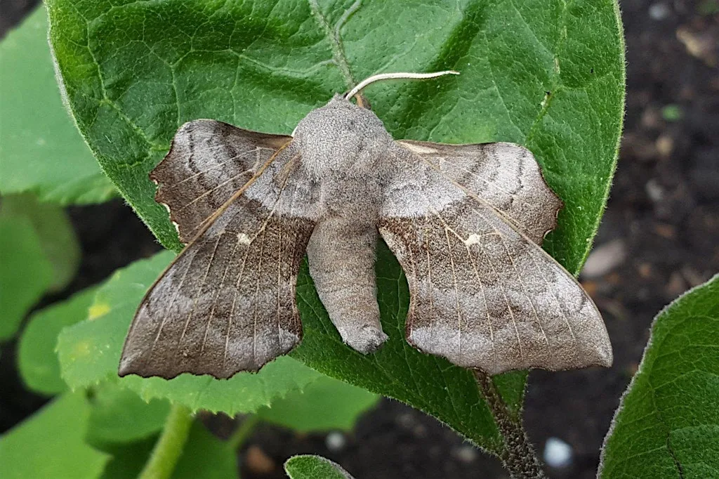 Why we should all love moths