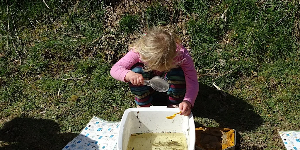 Fingringhoe pond dipping at Fingringhoe Wick Nature Discovery Park