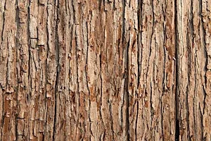 Wellbeing Wednesday, Can’t See The Wood For The Trees! at The Manchester Museum