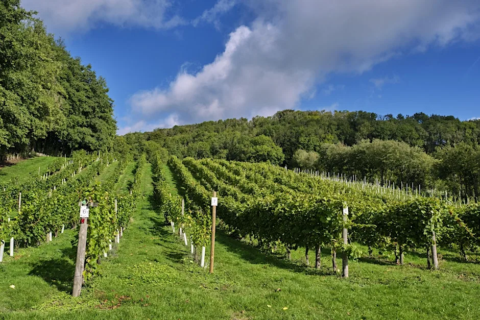 Summer in the Vines at Godstone Vineyards at Godstone Vineyards
