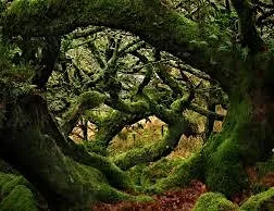 Magical Mystery Walk