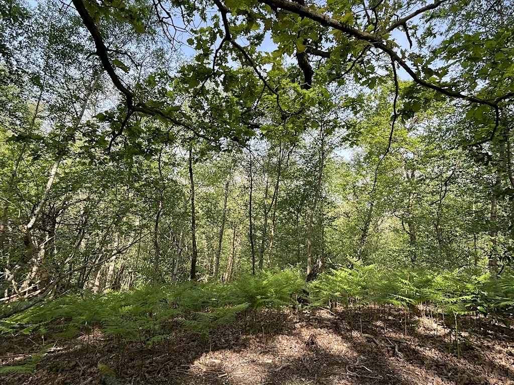 Forest Bathing in association with Creative Nature HQ