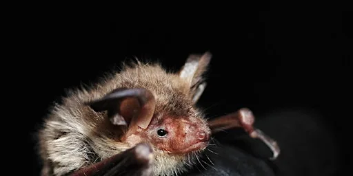 Bats for beginners Talk, Night Walk and Poetry - Woolley Firs, Maidenhead, Thursday 10 September