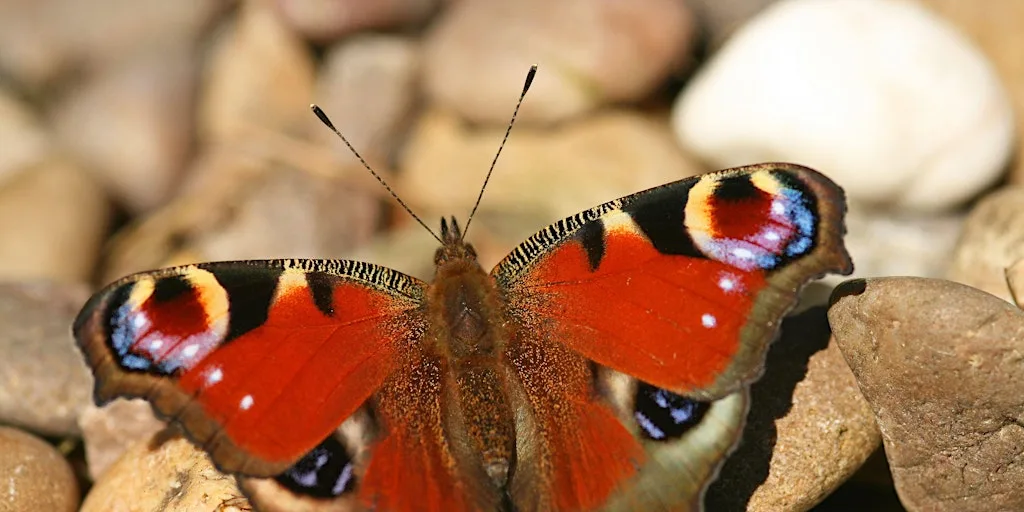 Butterfly Walk and Talk - Woolley Firs, Maidenhead, Saturday 11 July