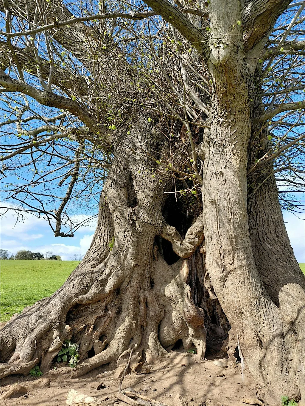 Heritage and Ancient Tree Tour at Jedburgh Elm