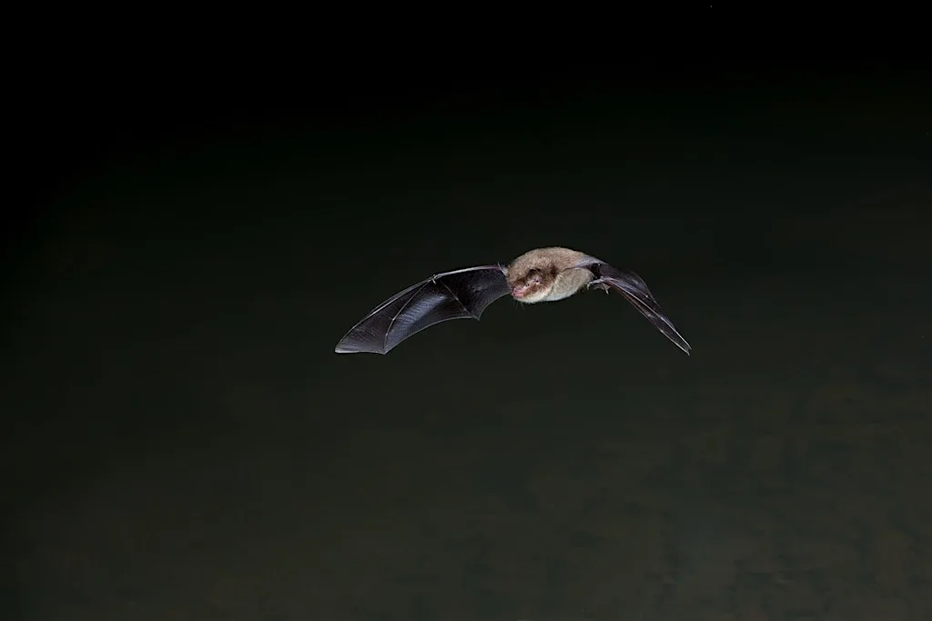 Hanningfield family bat evening at Essex Wildlife Trust Hanningfield Reservoir Nature Discovery Park