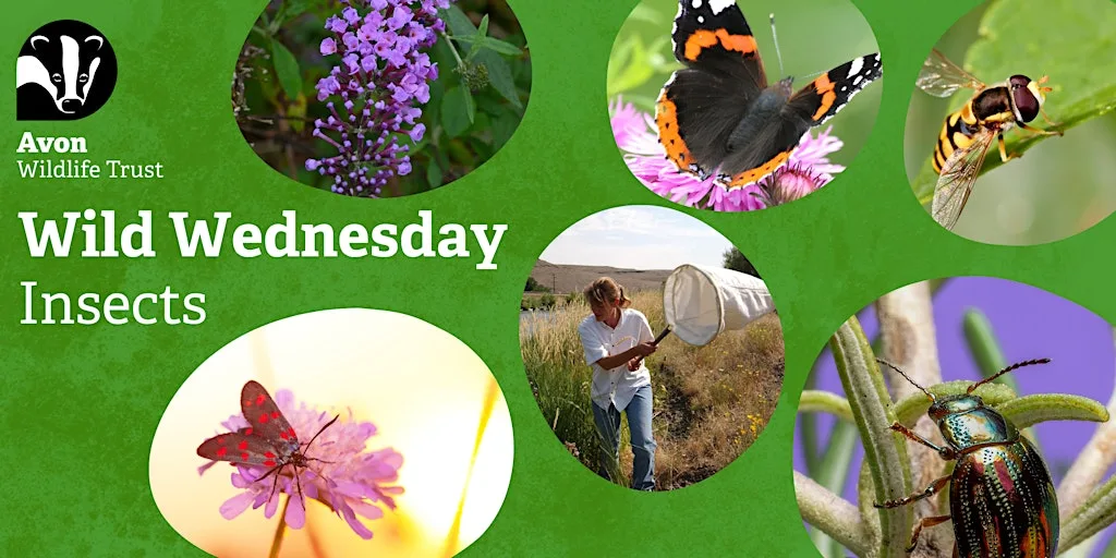 Youth Event: Wild Wednesdays - Insects at Grow Wilder